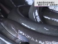 「うなぎを食べて幸せになってほしい」身が柔らかく肉厚な「新仔ウナギ」全国3位の出荷量を誇る宮崎から出荷はじまる