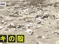 大量の「カキの殻」で海開き中止に　割れて尖り、素足で踏むとケガの恐れ…市担当者「養殖施設から流れついたか」宮城・石巻市