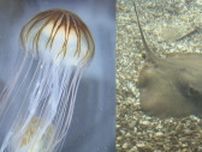 海辺で遊ぶ際は要注意…海水温の上昇と共に現れる『危険生物』2〜3ｍの触手持つアカクラゲは触れると痛みや腫れ