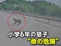 【独自】「初めて命の危険感じた」高速道路でクマ飛び出し衝突寸前、命知らずのシカが車行き交う道路をピョンピョン