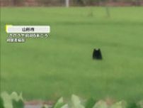 【独自】田んぼから頭を出し飛び跳ねながら…山形の市街地に現れた熊　住宅街をドローンで捜索…麻酔銃が命中するも逃走　周辺は厳重警戒