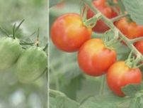 猛暑と少雨が影響…トマトなどの『夏野菜』が値上がり 直射日光による“焼果”で一部出荷を断念した農家も