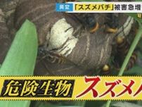 「感電したように痛い…」スズメバチ被害　例年秋に増加も…“暑すぎる夏・早い梅雨明け”が原因で前倒しで多発
