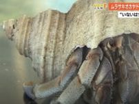 【高知】国の天然記念物「ムラサキオカヤドカリ」山中で発見