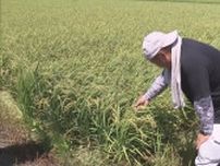 強い日差し等で品質低下…コメ農家が気を揉む“高温障害” 新米の出荷価格は不透明も「ある程度は欲しい」