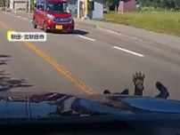 まさか…飛び出した“黒い物体”と車が衝突　正体はクマ　修理費用は20万円　家族にけがなし　秋田県
