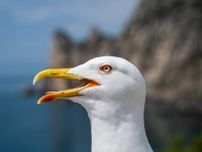 海岸に導入された「サメ監視用ドローン」に鳥がマジギレ、海に沈める