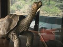 いなくなった瞬間に絶滅｡「生き残った最後の動物」たち