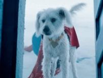 『スーパーマン』効果で、犬の里親への興味が爆発的に高まる