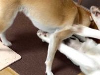 かっこいいイメージのハスキー　しかし柴犬を前にして…「きれいな１本負け」「背負い投げかな？」