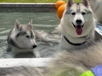 プールにやって来た３匹のハスキー　泳ぐと思いきや…
