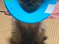 『巨大』なエリザベスカラーを着けることになった猫　表情に「笑った」「頑張れ！」