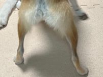 ハスキーに襲いかかる柴犬　そのワケに「これが末路か…」「笑っちゃった」