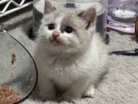 ハスキーが拾った子猫　1か月後、近付けると…？「爆笑した」「なんて恩知らず…」