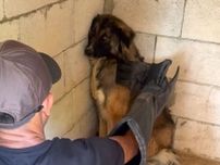 人に怯えて心を閉ざした犬　その６日後…？「号泣した」「信じられない」