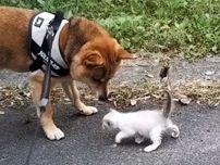 ヨチヨチと助けを求めてくる捨て猫　柴犬の反応に「涙が出る」