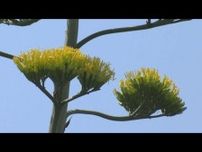 数十年に一度の花「リュウゼツラン」咲く　群馬・太田市(25/07/25)