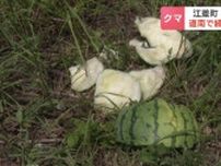 ヒグマの食害か「全部荒らされた」家庭菜園のスイカやトウモロコシが食い荒らされる　現場には約20センチのクマの足跡　北海道江差町