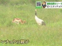 釧路湿原で進む太陽光発電工事　タンチョウの生態に影響は？現場は民有地で規制の対象外…自然保護か再生可能エネルギーか価値観の対立の行方