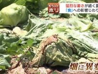 猛烈な暑さが続く夏「食」への影響じわり…畑の野菜が大ピンチ！北海道の大地で寒さをしのぐ品種改良から耐暑性への改良が必要？