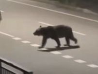 【クマ１頭を駆除】男性が襲われた現場から800ｍ、未明の住宅街で猟銃2発「大きさが少し違う」男性を襲ったのと別のクマか　周辺では少なくとも2頭が活動
