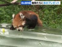 旭山動物園で動物たちに氷のプレゼント！ホッキョクグマにレッサーパンダ、ニホンザルも興味津々　ヒトも動物も体調管理に注意