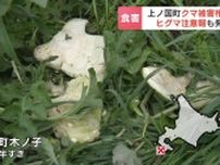 【クマ出没】家庭菜園のスイカ17個を食い荒らし、住宅の窓ガラスも破壊　クマ被害が相次ぎ「ヒグマ注意報」を発表　北海道上ノ国町