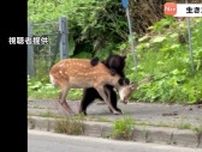 【クマ出没】生きたシカを襲うクマ　　国道上でドライバーの目の前で首の辺りに激しく噛みつき　体長１メートルほど、近く子グマもいたという情報　北海道羅臼町