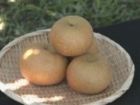 愛知･安城市で生まれたナシ｢甘ひびき｣収穫スタート 天候に恵まれ生育は順調  ｢食感も甘みも楽しんでもらえる｣