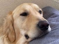 「あーお客様ー！　その開け方は困ります!!」　大型犬の飼い主さんへの思いが炸裂　まさかの行動が話題に