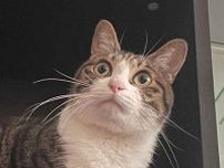 「本棚を整理していたら…」→元保護ねこが“占拠”　我が物顔で熟睡する姿にほっこり　「この真ん中のもふもふ本が欲しい」