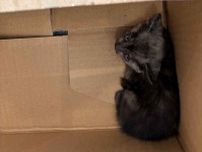 「野垂れ死ぬしかないね」　推定1か月の子ねこを拾った人から思いがけないひと言　保護主の思いとは