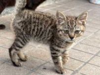 「家に帰ったら玄関前に座ってた」　野良ねこが集まってくる「毎年恒例」の光景　ねこの“ネットワーク”に驚きの声