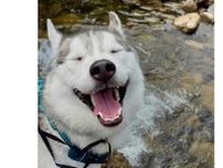 「鼻から水出してるような写真撮れた」　ハスキー犬の“奇跡の一枚”に爆笑　「もうそれにしか見えませんｗ」