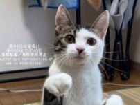 「反応が思っていたのとなんか違った」　遊びに夢中な元保護ねこ　飼い主も驚きの動きに「これは斬新！」の声