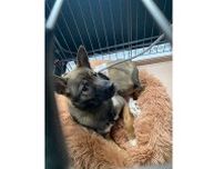 「震えながらやってきて…」　元保護犬のビフォーアフター　愛情を注がれた姿に感動の声　「“別人”の顔ですね」