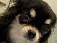 「帰宅したら息がありませんでした」小柳ルミ子、愛犬との突然の別れにぼうぜん自失「私のせいです」