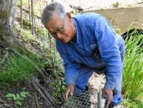アライグマ、十勝で食害深刻　捕獲5年で6倍、農業被害は8倍　猟友会「対応しきれない」