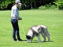 捜索や選別　自慢の鼻で　札幌で嘱託警察犬の審査会