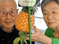 育てたパイナップルに実　室蘭の介護施設　入所者「甘い」