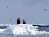 流氷の恵み、知床の豊かな生態系　温暖化の影響懸念　世界遺産登録20年