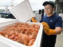 箱にぎっしり　毛ガニ水揚げ　室蘭、登別で漁解禁　「着実に資源回復」