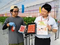 阿寒・夏秋イチゴ全国へ　ふるさと小包で販売　10月まで