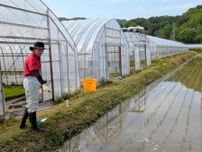 ＜洞爺湖　まぼろしの財田米　ブランド化への道＞㊥　認知度高め後継者確保