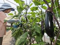 ＜どうほく　食べごろ　野菜ソムリエに聞く＞筑陽ナス　とろける食感　夏の新定番に