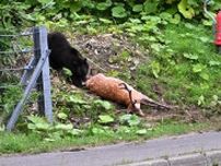 【動画あり】知床でシカ襲うヒグマ　車降りて撮影する観光客も