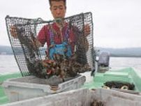 釧路・阿寒湖でウチダザリガニ漁が最盛期　東京や札幌のレストランから引き合いも