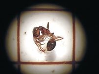 伏木富山港ヒアリ１０００匹超　新湊地区、富山県内で初確認