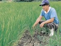 田んぼひび割れ　砺波の中山間地　空梅雨で水不足　農家「もっと雨ほしい」