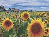 北陸梅雨明け　伏木、全国１位の３７・１度　富山は２位の３６・９度